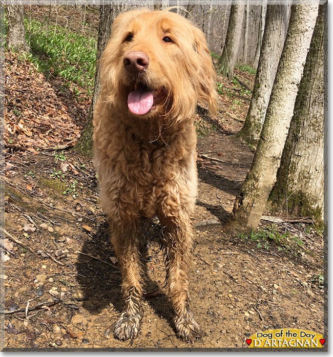 d'Artagnan the Golden Retriever, Standard Poodle mix, the Dog of the Day