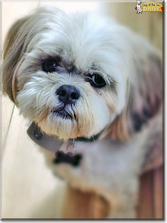 Daisy the Shih Tzu, the Dog of the Day