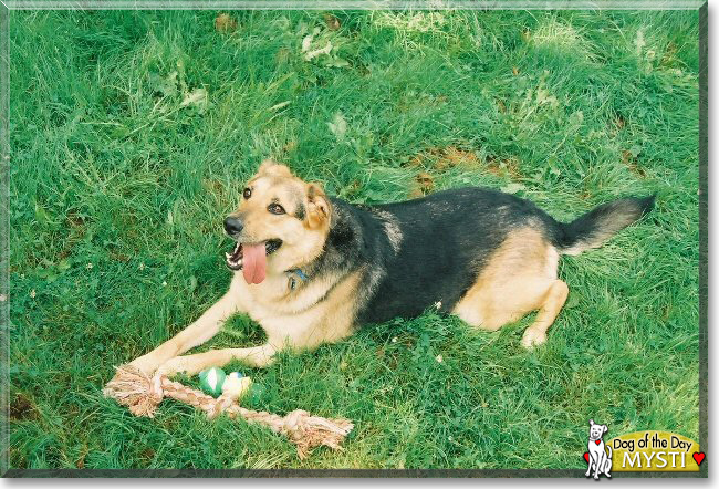 Mysti the German Shepard/Labrador Retriever mix, the Dog of the Day