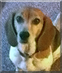 Daisy Mae the Beagle