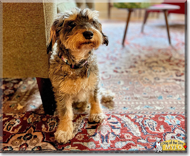 Mylo the Schnauzer mix, the Dog of the Day