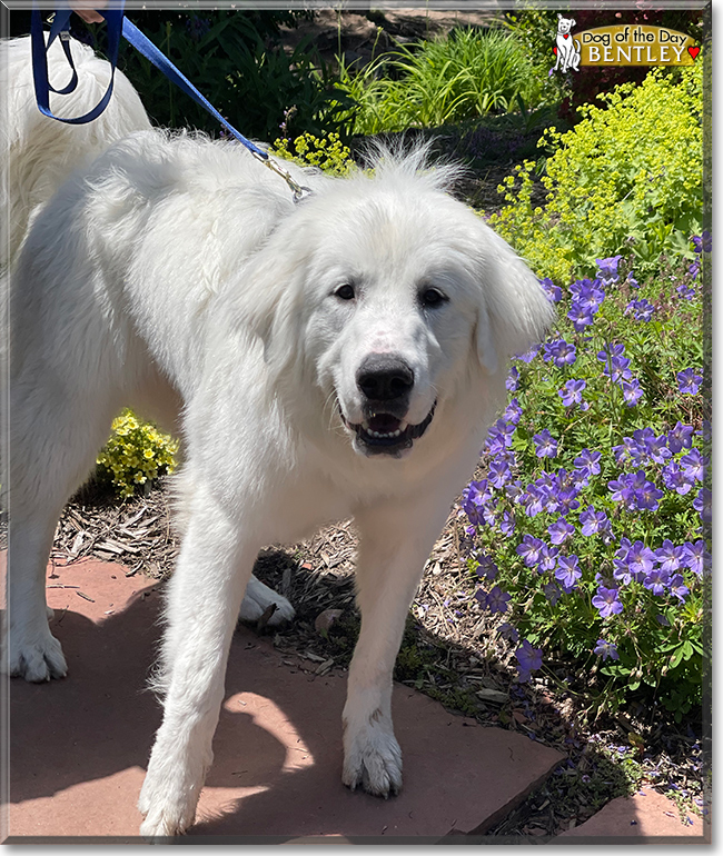 Bentley the Great Pyrenees, Colorado Mountain Dog mix, the Dog of the Day
