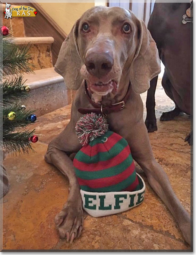 Ras the Weimaraner, the Dog of the Day