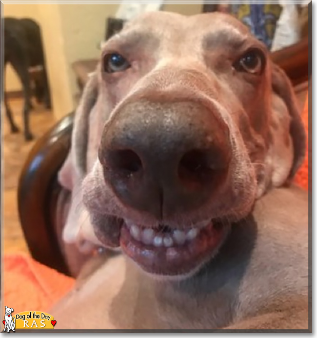 Ras the Weimaraner, the Dog of the Day
