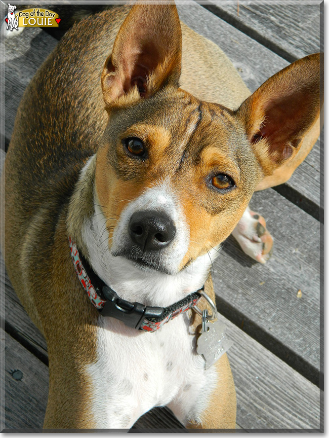 Louie the Basenji, the Dog of the Day