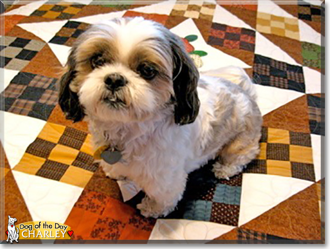 Charley the Shih Tzu, the Dog of the Day