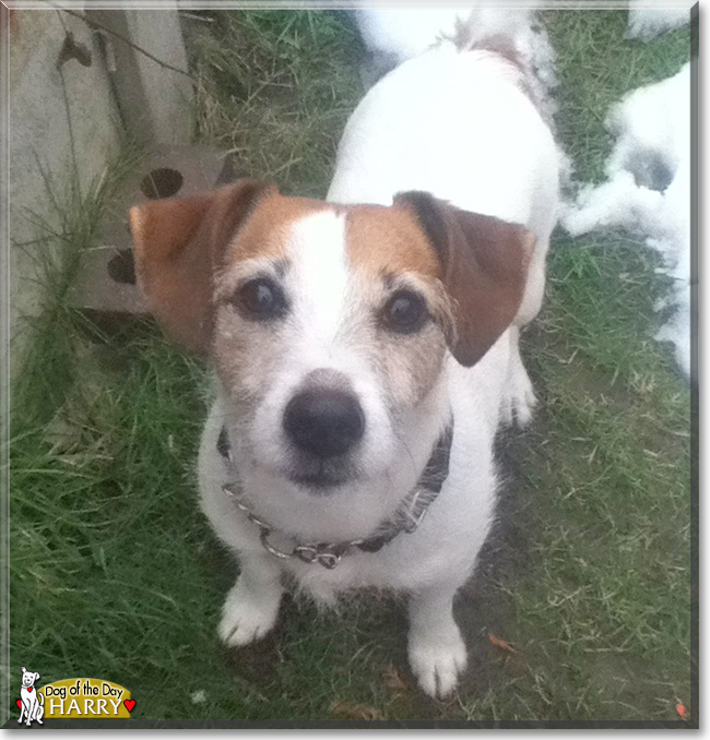 Harry the Jack Russell Terrier, the Dog of the Day