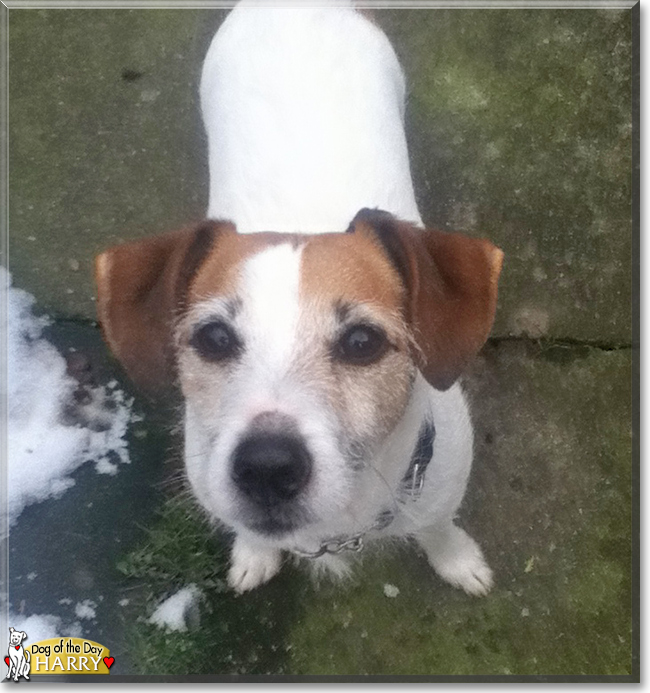 Harry the Jack Russell Terrier, the Dog of the Day