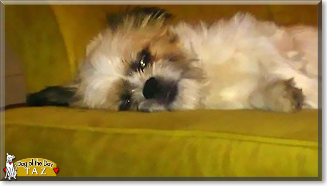 Tazmanian the Shih Tzu mix, the Dog of the Day