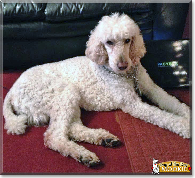 Mookie the Standard Poodle, the Dog of the Day