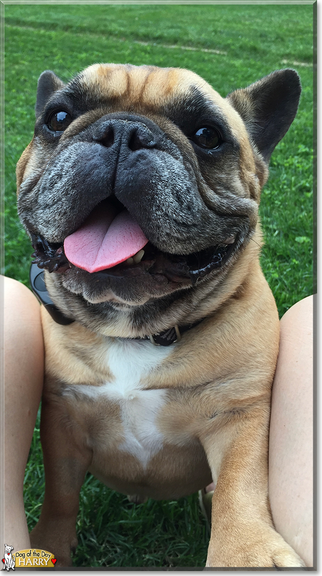 Harry the French Bulldog, the Dog of the Day