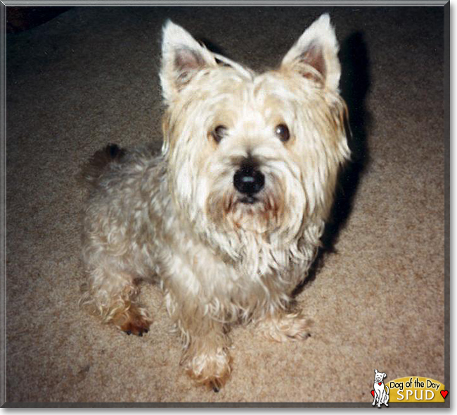 Spud the Cairn Terrier, the Dog of the Day