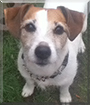 Harry the Jack Russell Terrier