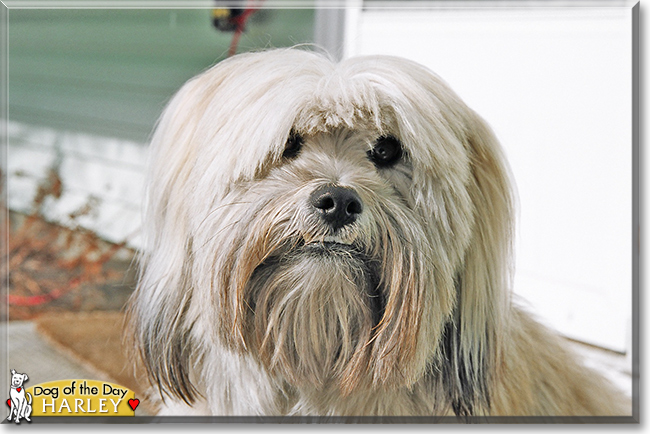 Harley the Lhasa Apso, American Eskimo Dog mix, the Dog of the Day