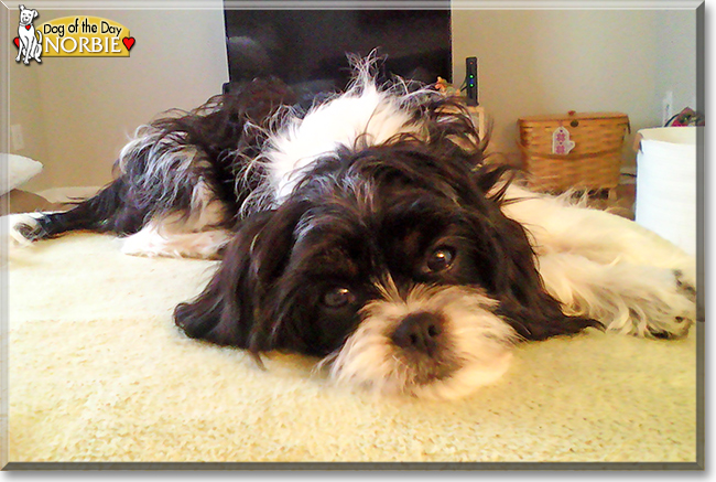 Norbie the Cavalier King Charles Spaniel, Shih Tzu mix, the Dog of the Day