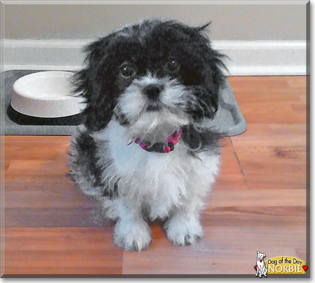 Norbie the Cavalier King Charles Spaniel, Shih Tzu mix, the Dog of the Day