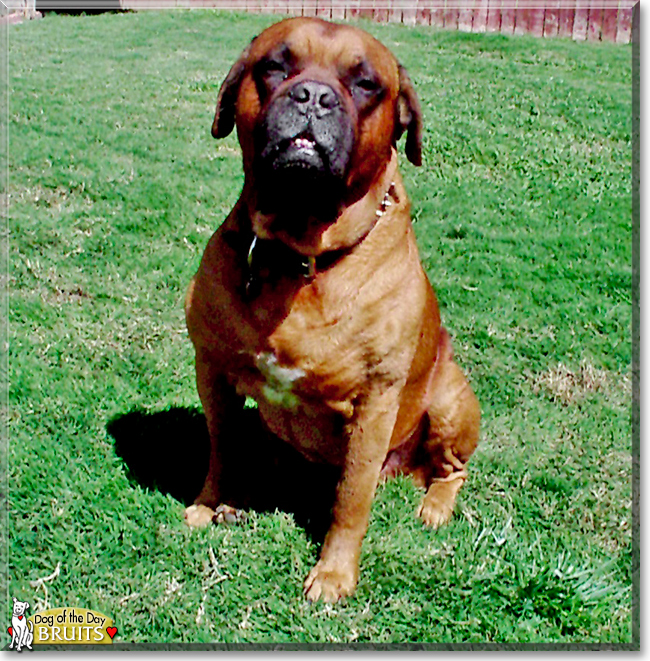 Bruits the Dogue du Bordeaux, the Dog of the Day