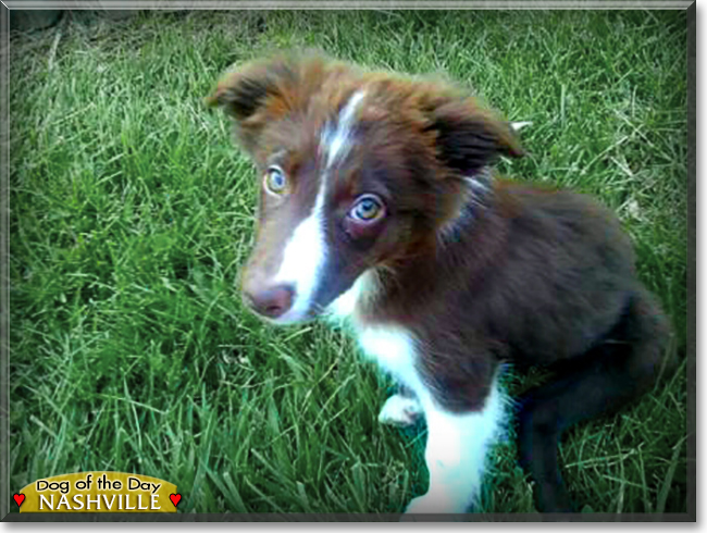 Nashville the Border Collie, the Dog of the Day