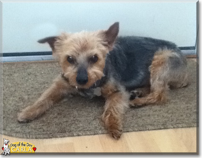 Carla the Yorkshire Terrier, the Dog of the Day