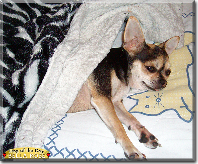 Bella Rose the Chihuahua, the Dog of the Day