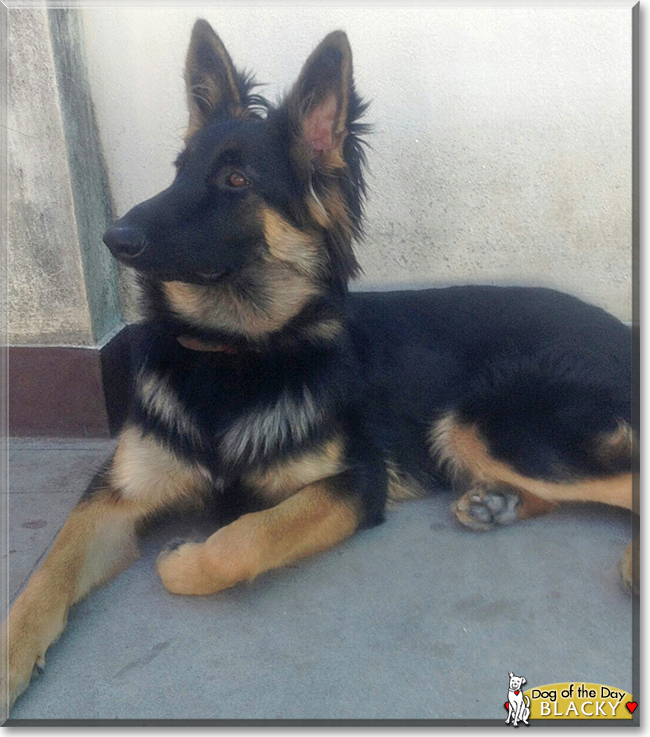 Blacky the German Shepherd Dog, the Dog of the Day