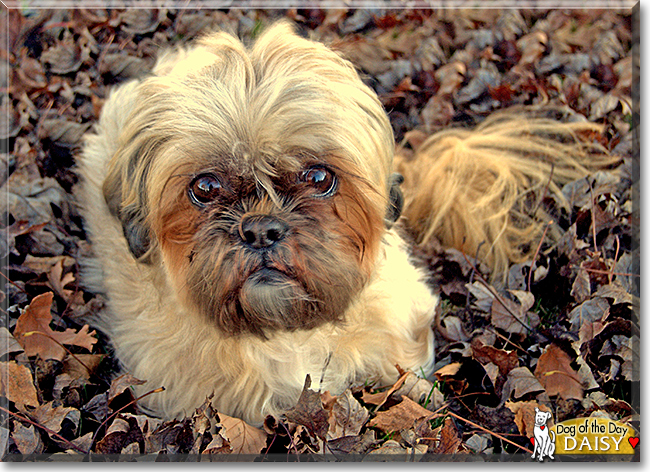 Daisy the Shih Tzu, the Dog of the Day