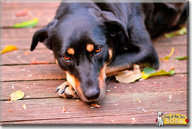 Sora the Kelpie mix, the Dog of the Day