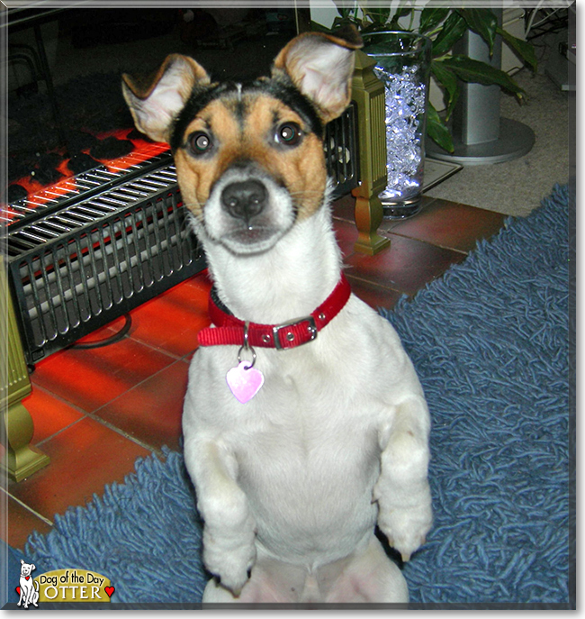 Otter the Jack Russell Terrier, the Dog of the Day