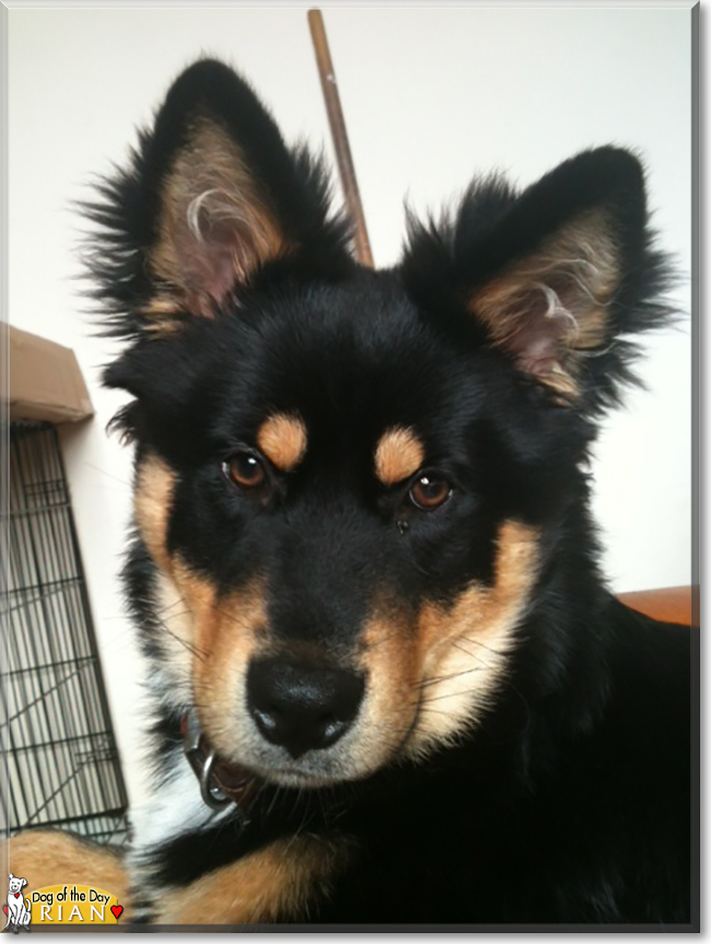 Rian the Rottweiler, Malamute mix, the Dog of the Day