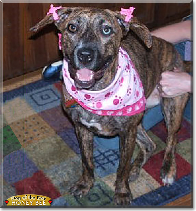 Honey Bee the Pitbull-Boxer mix, the Dog of the Day