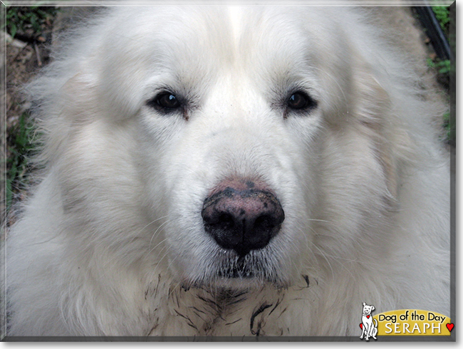 Seraph the Great Pyrenees, the Dog of the Day