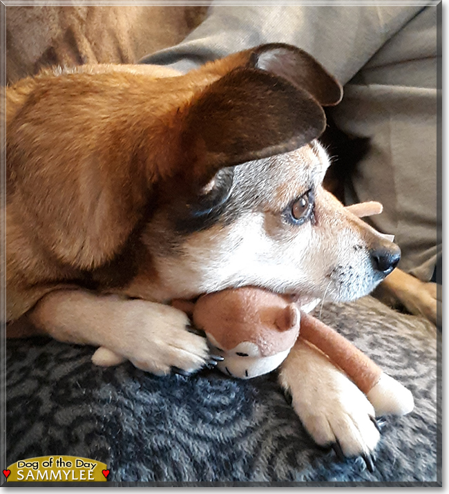 Sammylee the Chihuahua, Jack Russell mix, the Dog of the Day