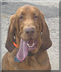 Tucker the Bloodhound