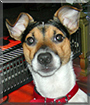 Otter the Jack Russell Terrier
