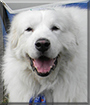 Seraph the Great Pyrenees