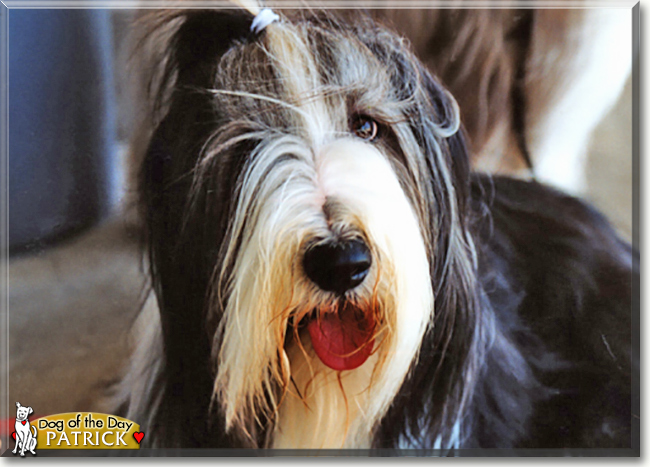 Patrick the Bearded Collie, the Dog of the Day