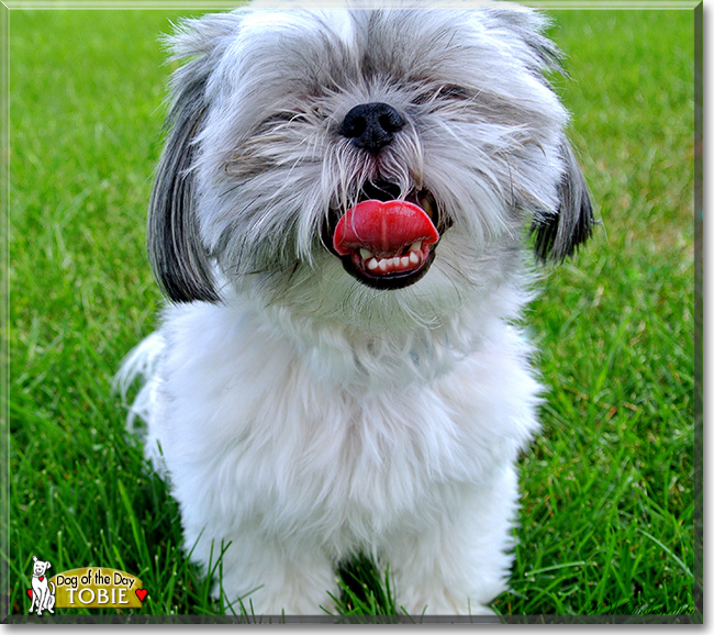 Tobie the Shih Tzu, the Dog of the Day