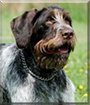 Jonny the German Wire-haired Pointer