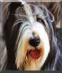 Patrick the Bearded Collie