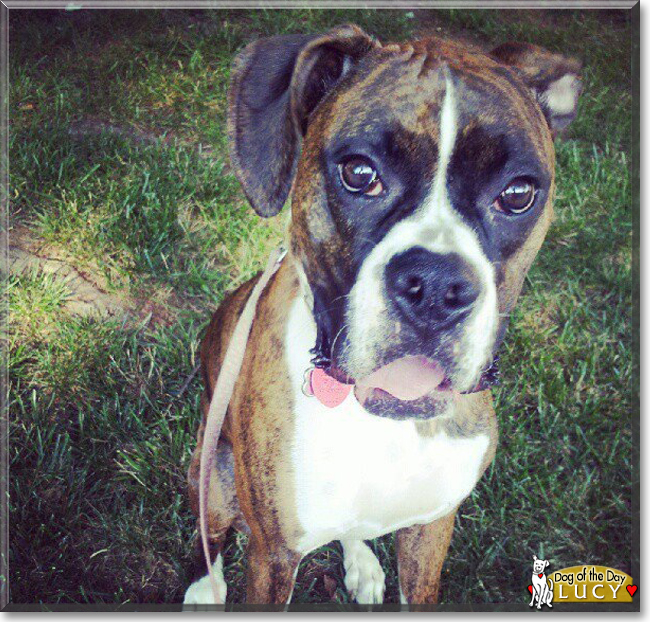 Lucy the Boxer, the Dog of the Day