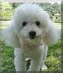 Wendy the Miniature Poodle