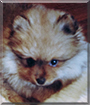 Toby the Pomeranian