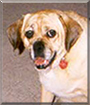 Casey the Pug, Beagle mix