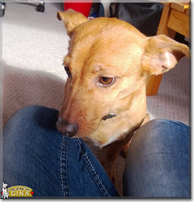 Gina the Pinscher mix, the Dog of the Day