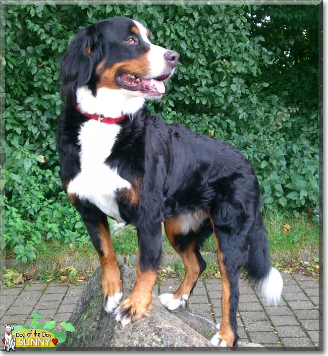Sunny the Bernese Mountain Dog, the Dog of the Day