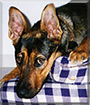 Sharona the Rottweiler, German Shepherd mix