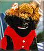 Renee the Toy Poodle