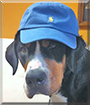 Enzo the Greater Swiss Mountain Dog