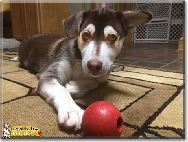 Phoebe the Husky, Rat Terrier mix, the Dog of the Day
