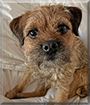 Coco the Border Terrier